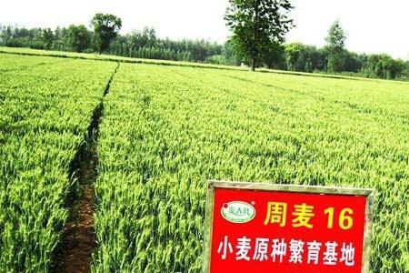 谷神麦19小麦品种哪里买