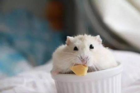 bunny仓鼠粮什么仓鼠不能吃