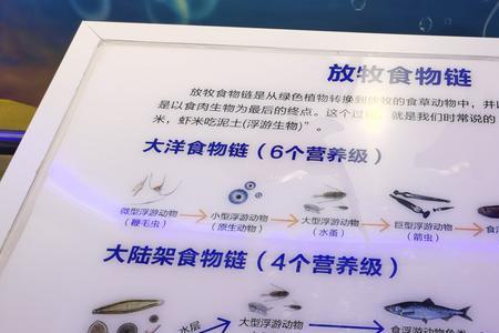 食物链能从动物开始吗