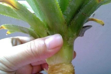 盆栽菠萝叶子可以不用浇水吗