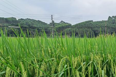 玉针香和野香优哪个香