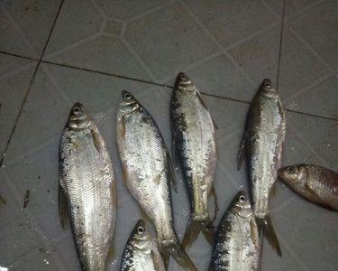 青尾鲴鱼为什么不吃饵