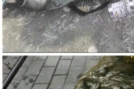 多巴盐和dmpt哪个诱鱼效果好