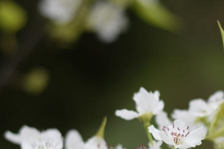 折枝梨花意义