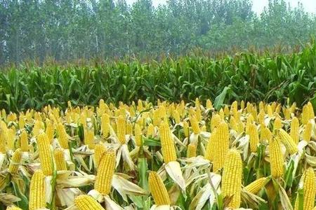乌克兰种植玉米的有利自然条件