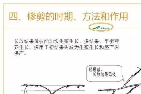 藤梨修剪