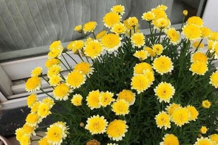 太阳菊最低几度可以开花