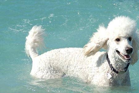 拉布水猎犬什么样子