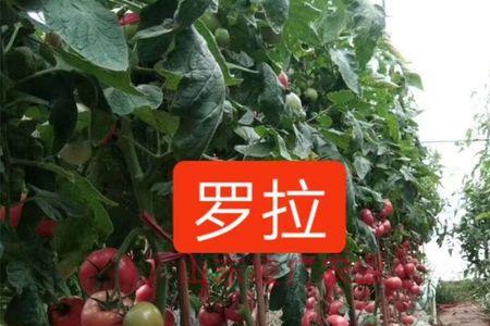 罗拉西红柿品种口感怎么样