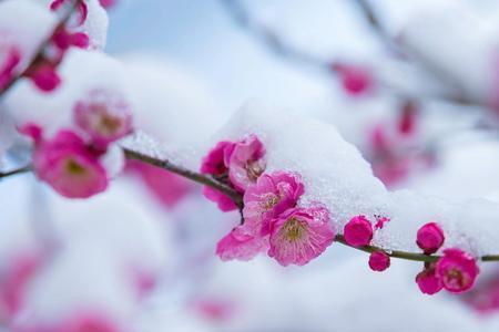 雪似梅花梅花似雪什么意思