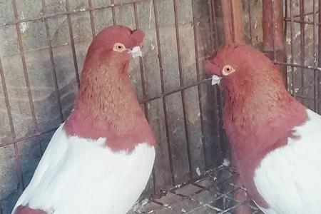 红爪子鸽子是什么鸽子
