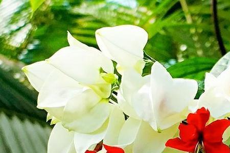 龙和花的寓意