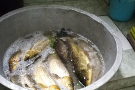 红树林钓金谷曼用什么饵
