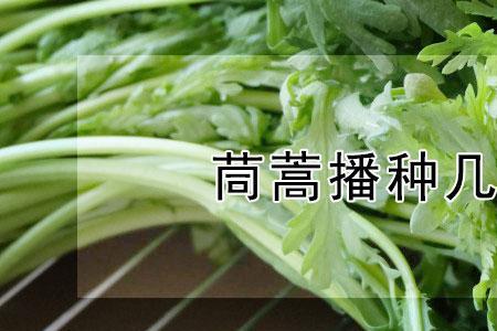 黄春菊播种以后多久才能发芽