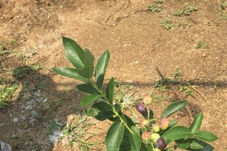 薄雾蓝莓开花到结果要多久