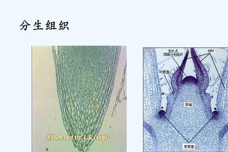 植物的五大组织口诀