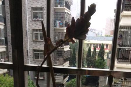 菊姬和鹃之舞怎么区别
