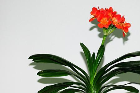 君子兰血兰介绍