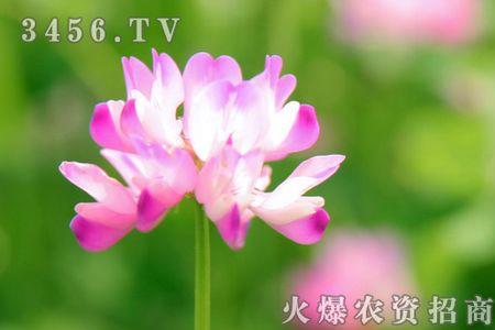 毛慈菇什么时候开花