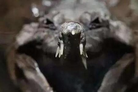 恒河鳄最大科考纪录