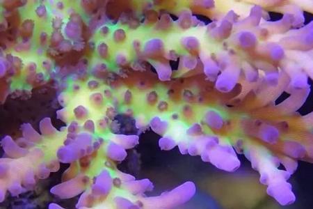 金榔头珊瑚水质要求