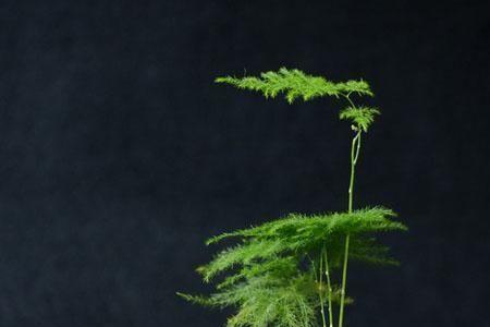 文竹浅绿色是什么原因