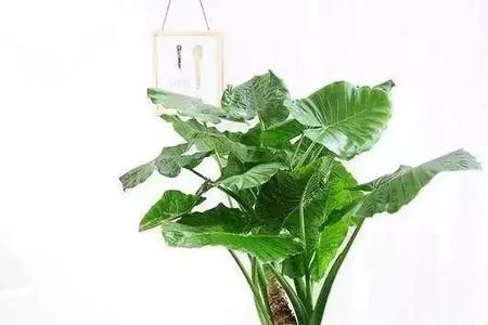 避光植物有哪些