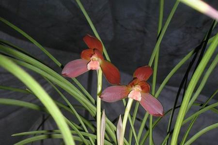 红河红兰花几月开花