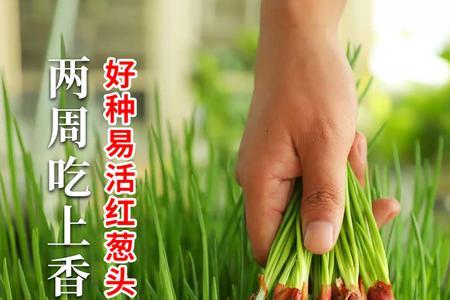 大葱和大火葱是一样的吗