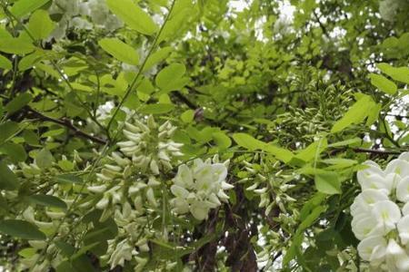 山东槐树什么时候开花