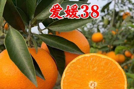爱媛果冻橙树福建可以种吗