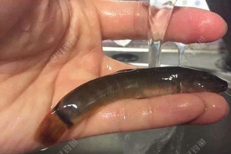 爬岩鳅如何检疫