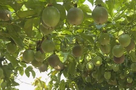 百香果平顶式种植亩产量
