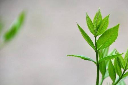 春天发芽预示希望的诗句