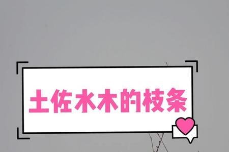 土佐水木好养吗