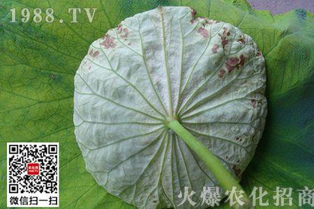 莲叶怎么喷水