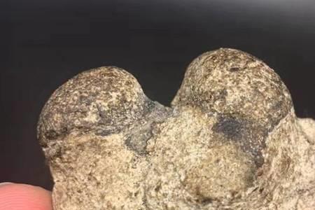 从鲸鱼提炼出的香料是