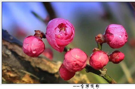 百花齐绽是成语吗
