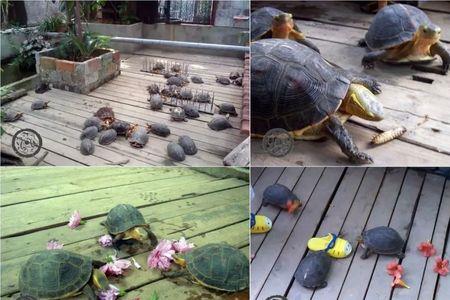 什么乌龟适合庭院散养
