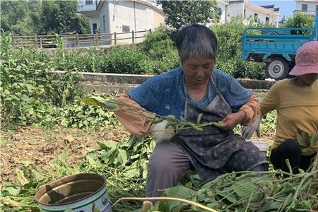青豆是怎么采摘的