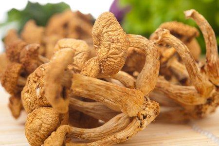 滑子菇和棒菇哪个好