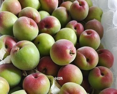 青梅是没成熟的桃子吗