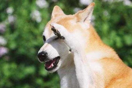 柴犬可以吃生白菜吗
