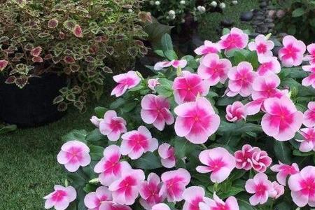 长春花几根可以扭在一起吗