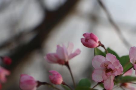 枝叶纷披的意思是什么