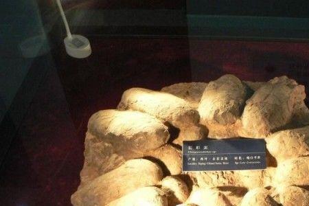 恐龙蛋的外壳就像什么十分坚硬