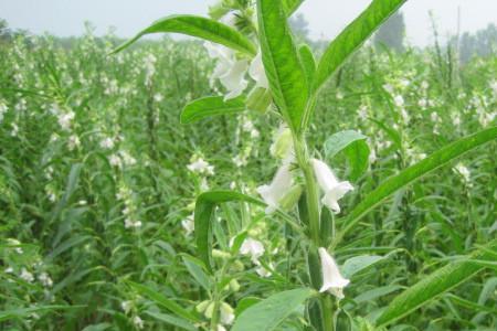 芝麻叶焯水的正确方法