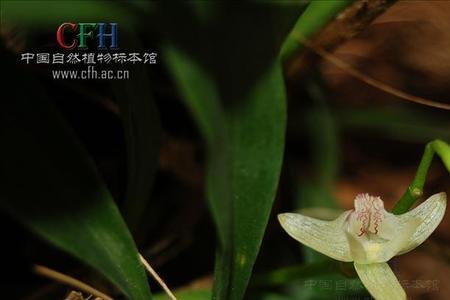 红毛兰和血毛兰的区别