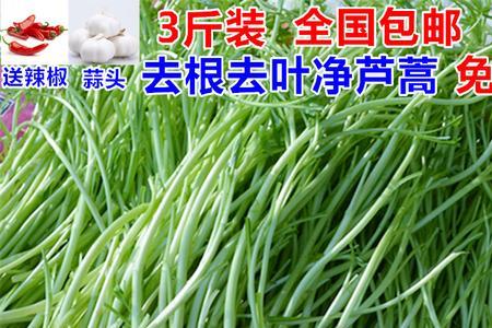 泥蒿和野泥蒿的区别