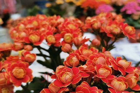 金狐狸长寿花什么季节买好